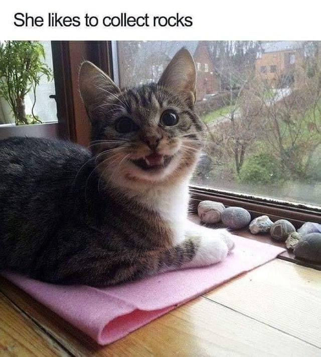 animal memes - She to collect rocks