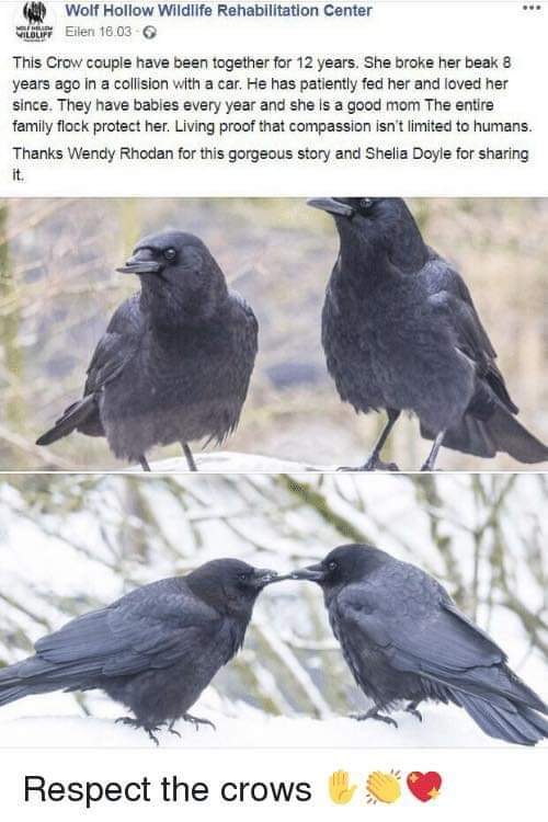crow memes - 1 Wolf Hollow Wildlife Rehabilitation Center Sloup Eilen 16.03 This Crow couple have been together for 12 years. She broke her beak 8 years ago in a collision with a car. He has patiently fed her and loved her since. They have bables every ye
