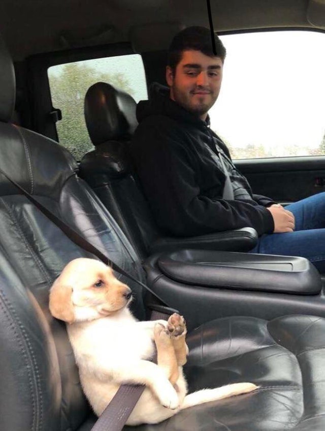 safety first puppy