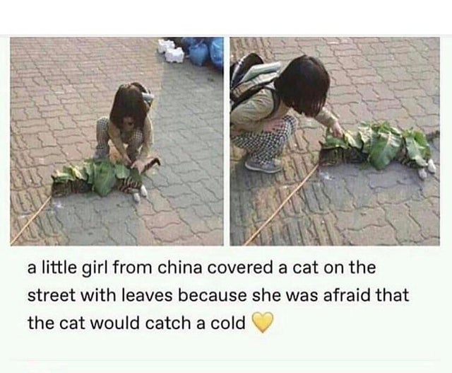 Internet meme - a little girl from china covered a cat on the street with leaves because she was afraid that the cat would catch a cold