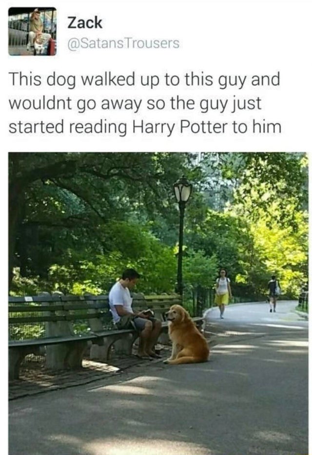 faith in humanity restored - Tekstil Zack Trousers This dog walked up to this guy and wouldnt go away so the guy just started reading Harry Potter to him