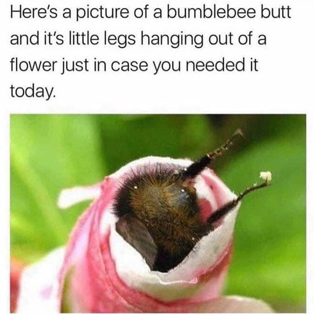 bumblebee butts - Here's a picture of a bumblebee butt and it's little legs hanging out of a flower just in case you needed it today.