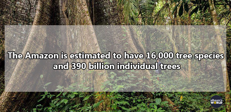 montez workaholics - The Amazon is estimated to have 16,000 tree species and 390 billion individual trees Wards