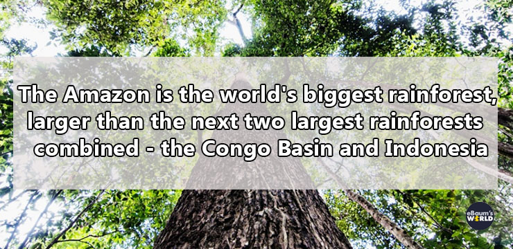 super mario - The Amazon is the world's biggest rainforeste larger than the next two largest rainforests combined the Congo Basin and Indonesia