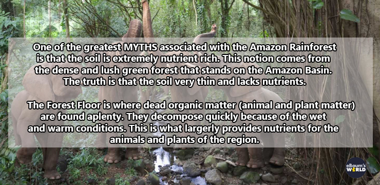 nature reserve - One of the greatest Myths associated with the Amazon Rainforest is that the soil is extremely nutrient rich. This notion comes from the dense and lush green forest that stands on the Amazon Basin. The truth is that the soil very thin and 
