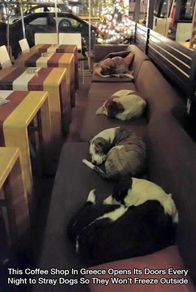 wholesome memes - This Coffee Shop In Greece Opens Its Doors Every Night to Stray Dogs So They Won't Freeze Outside