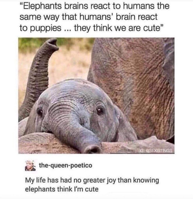 wholesome memes - elephants brains react to humans - "Elephants brains react to humans the same way that humans' brain react to puppies ... they think we are cute" Sig Csexistings thequeenpoetico My life has had no greater joy than knowing elephants think