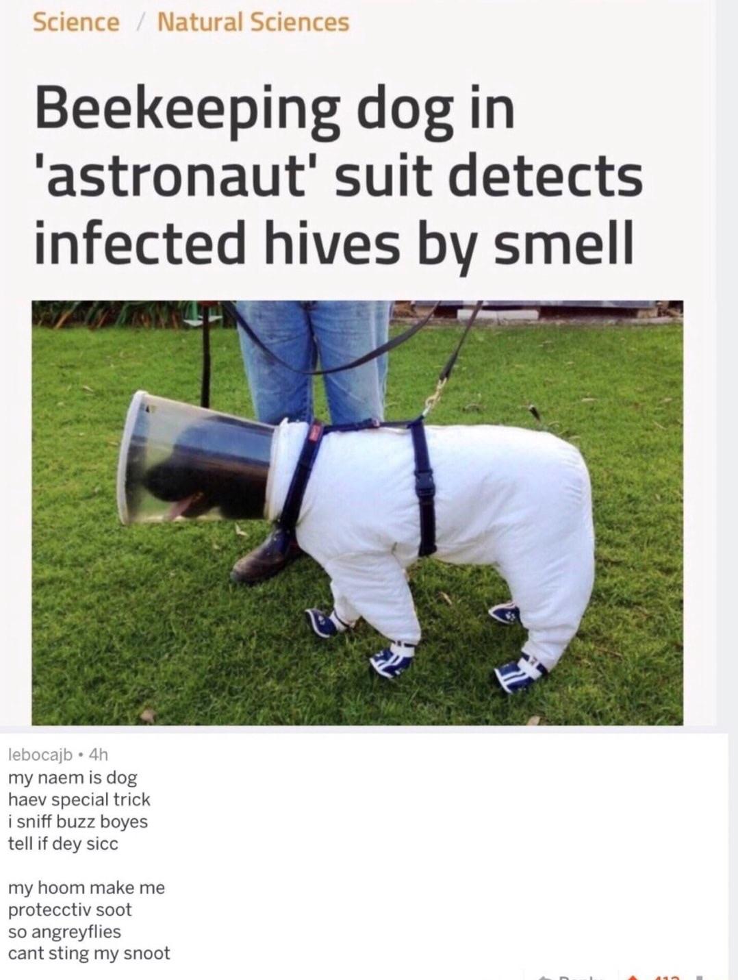 wholesome memes - beekeeping dog - Science Natural Sciences Beekeeping dog in 'astronaut' suit detects infected hives by smell lebocajb4h my naem is dog haev special trick i sniff buzz boyes tell if dey sicc my hoom make me protecctiv soot so angreyflies 