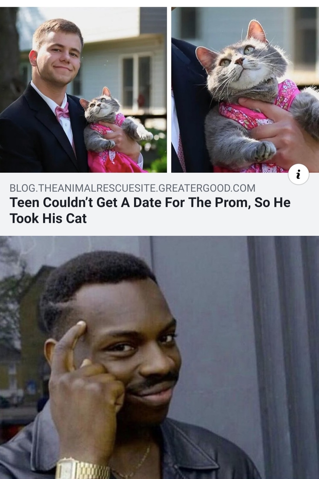 meme smart - Blog.Theanimalrescuesite.Greatergood.Com Teen Couldn't Get A Date For The Prom, So He Took His Cat