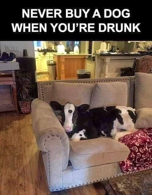 never buy a dog when drunk - Never Buy A Dog When You'Re Drunk