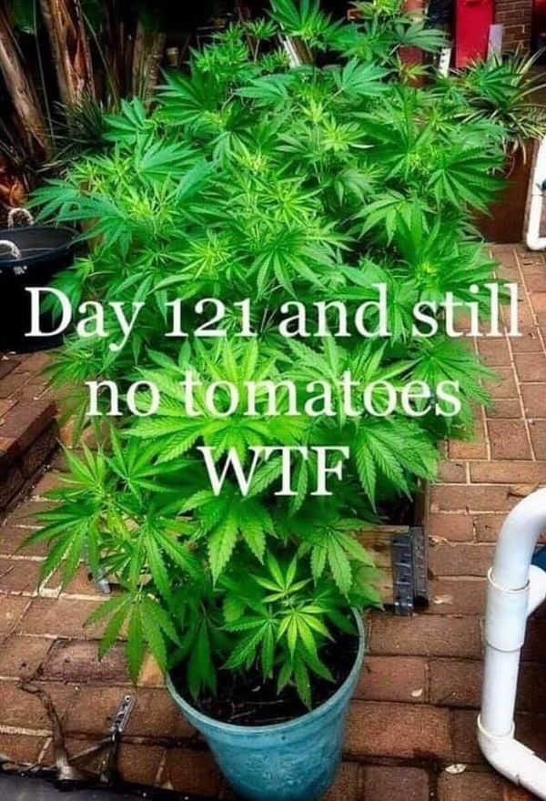 cannabis memes - Day 121 and still no tomatoes Wtfs