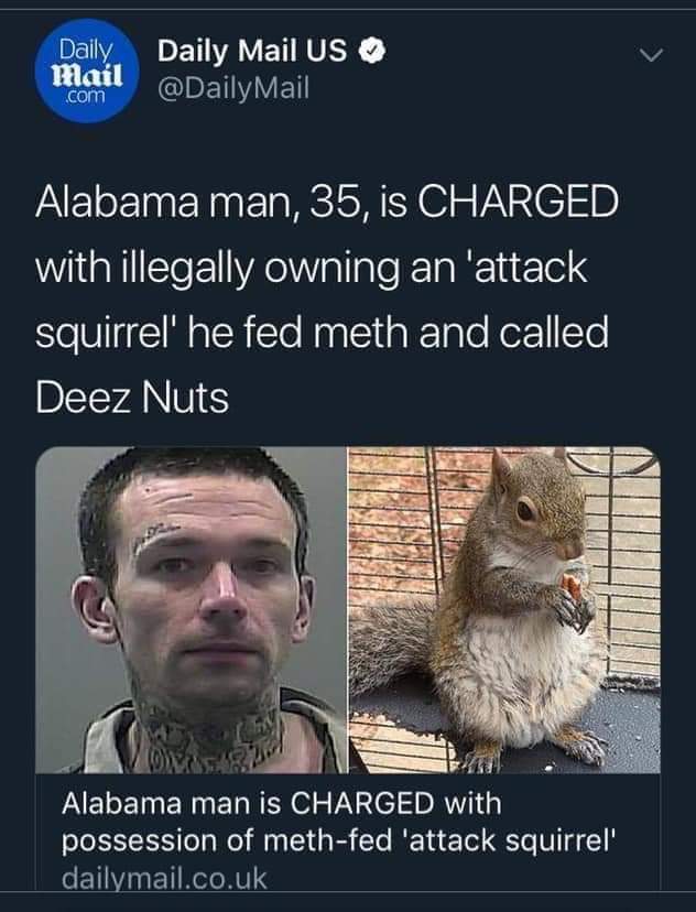 daily mail - Daily Mail .com Daily Mail Us Mail Alabama man, 35, is Charged with illegally owning an 'attack squirrel' he fed meth and called Deez Nuts Alabama man is Charged with possession of methfed 'attack squirrel' dailymail.co.uk