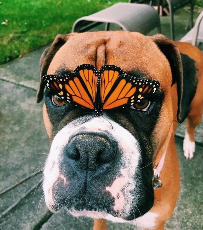 dog and butterfly
