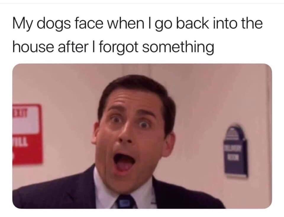 office time travel meme - My dogs face when I go back into the house after I forgot something