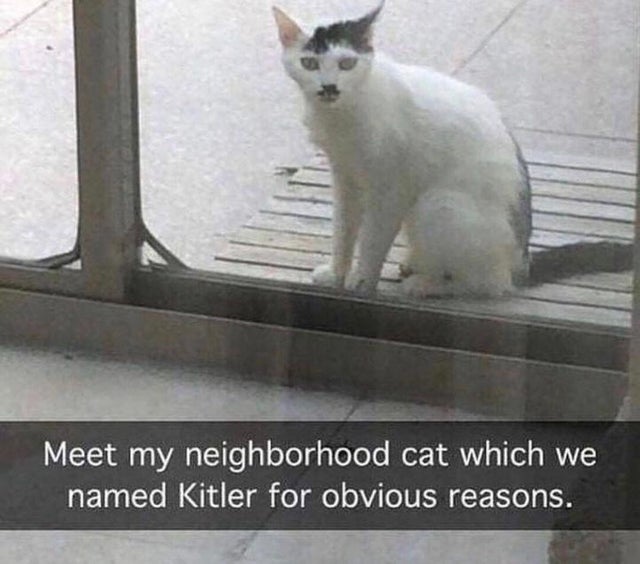 kitler meme - Meet my neighborhood cat which we named Kitler for obvious reasons.