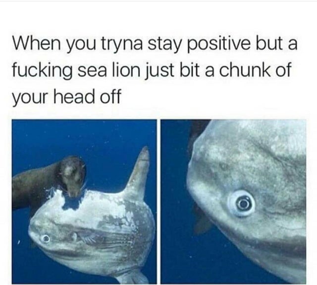 mola mola meme - When you tryna stay positive but a fucking sea lion just bit a chunk of your head off