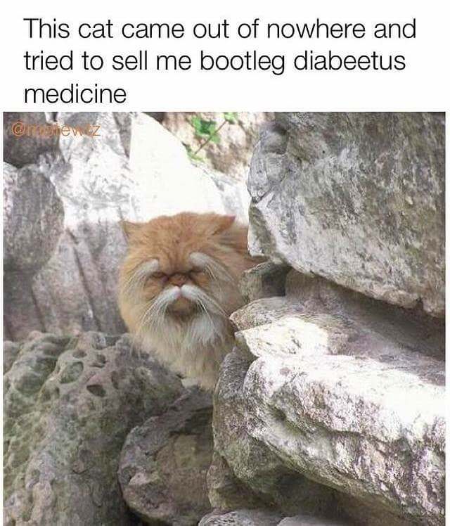 meme - diabeetus cat meme - This cat came out of nowhere and tried to sell me bootleg diabeetus medicine