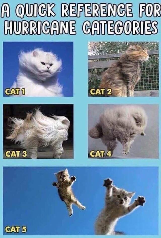 Hurricane Dorian meme - cat in hurricane - A Quick Reference For Hurricane Categories CAT1 Cat 2 Cat 3 Cat 4 Cat 5