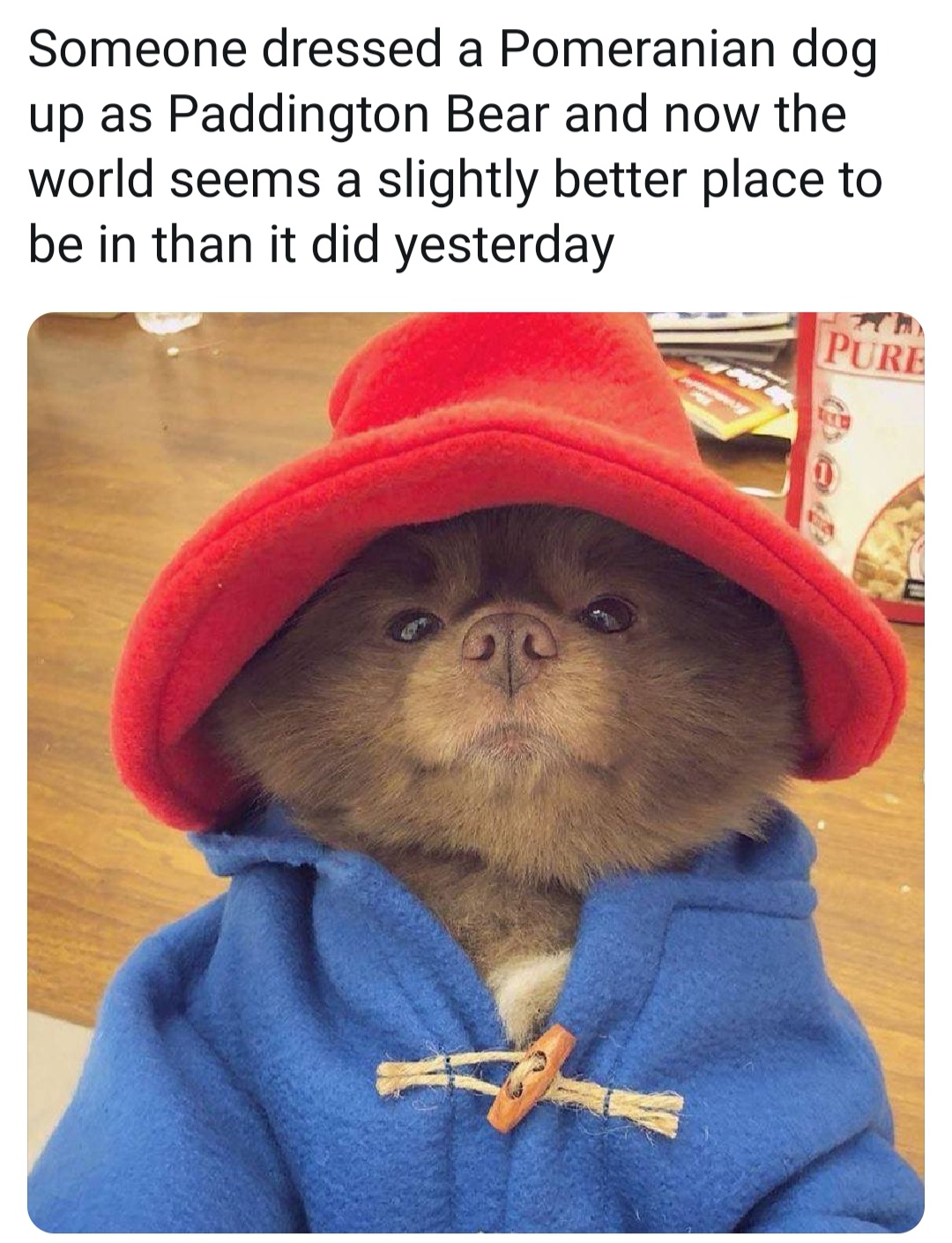 pomeranian paddington - Someone dressed a Pomeranian dog up as Paddington Bear and now the world seems a slightly better place to be in than it did yesterday Pure
