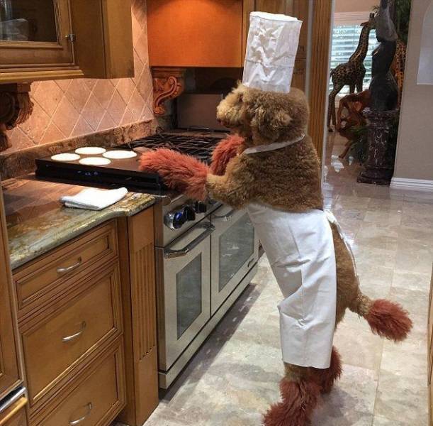 dog cooking pancakes