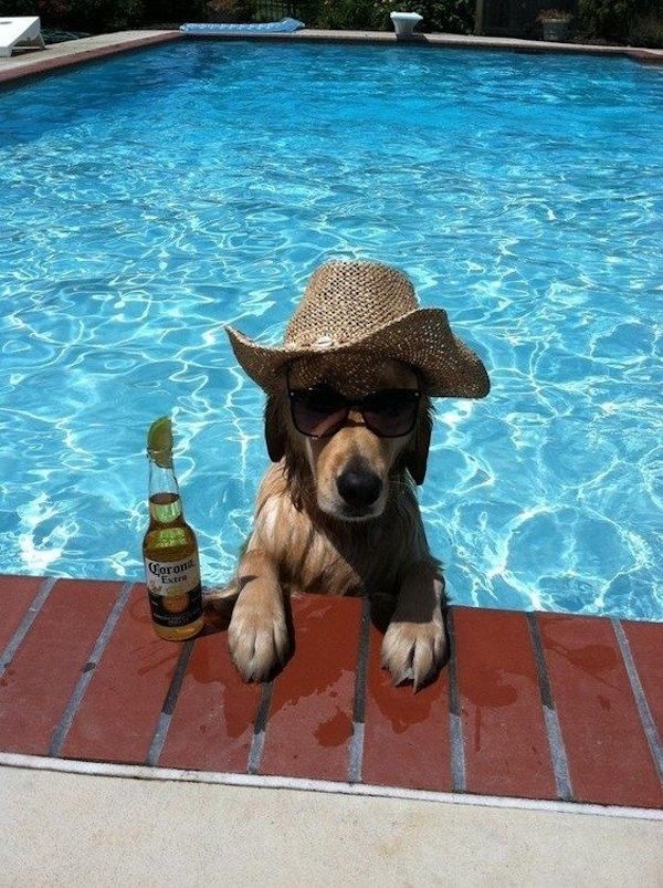 dog relaxing in pool - U1