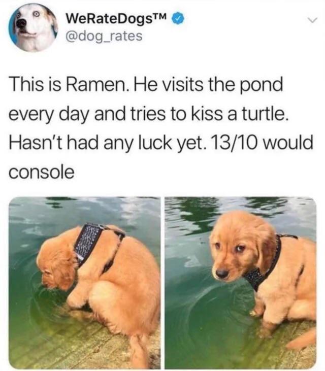 wholesome memes - WeRateDogsTM This is Ramen. He visits the pond every day and tries to kiss a turtle. Hasn't had any luck yet. 1310 would console