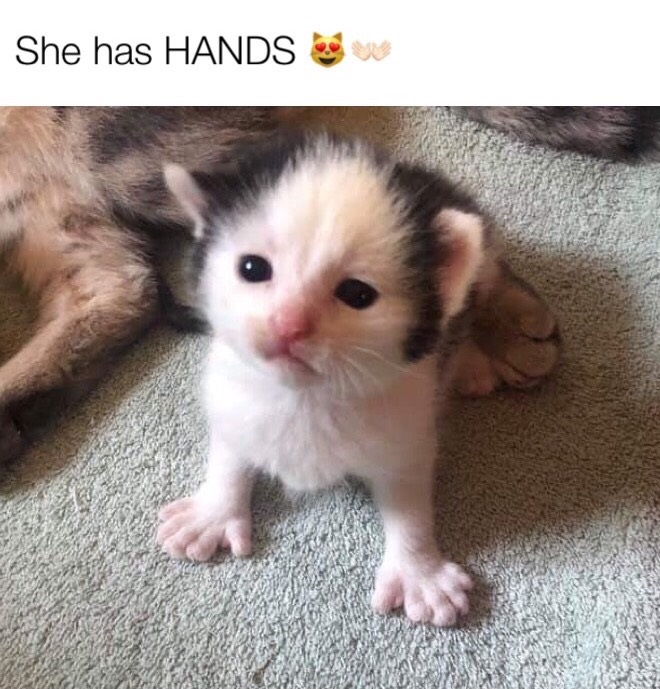 kitten - She has Hands
