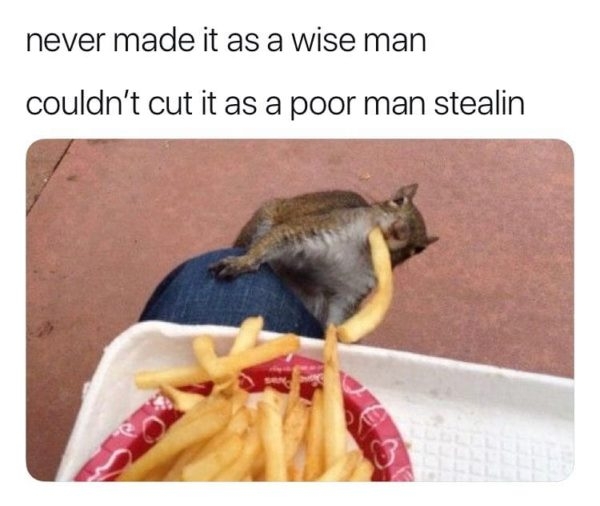 squirrel stealing french fries - never made it as a wise man couldn't cut it as a poor man stealin