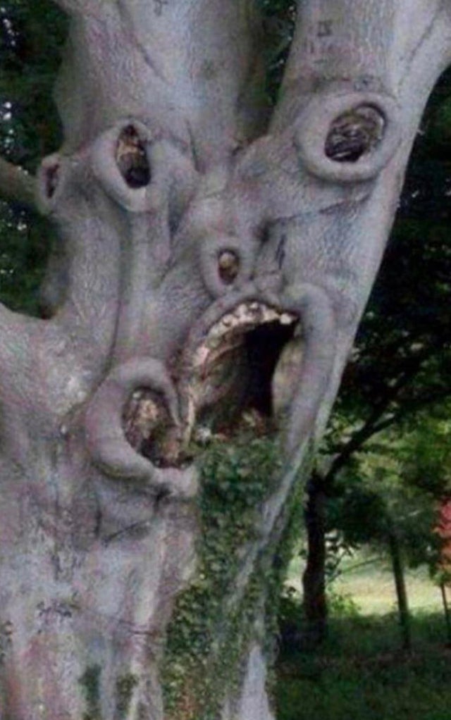 cursed - scary tree