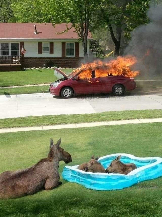 cursed - moose car on fire