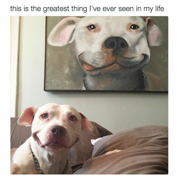 greatest doggo - this is the greatest thing I've ever seen in my life 2593