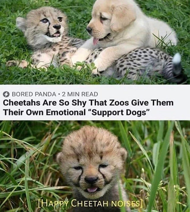 cheetah emotional support dogs - Bored Panda 2 Min Read Cheetahs Are So Shy That Zoos Give Them Their Own Emotional