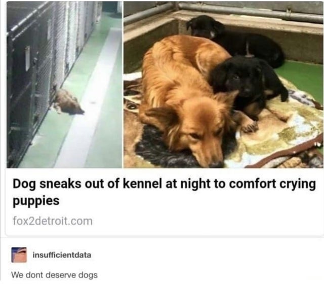 dog sneaks out of kennel to comfort puppies - Dog sneaks out of kennel at night to comfort crying puppies fox2detroit.com insufficientdata We dont deserve dogs