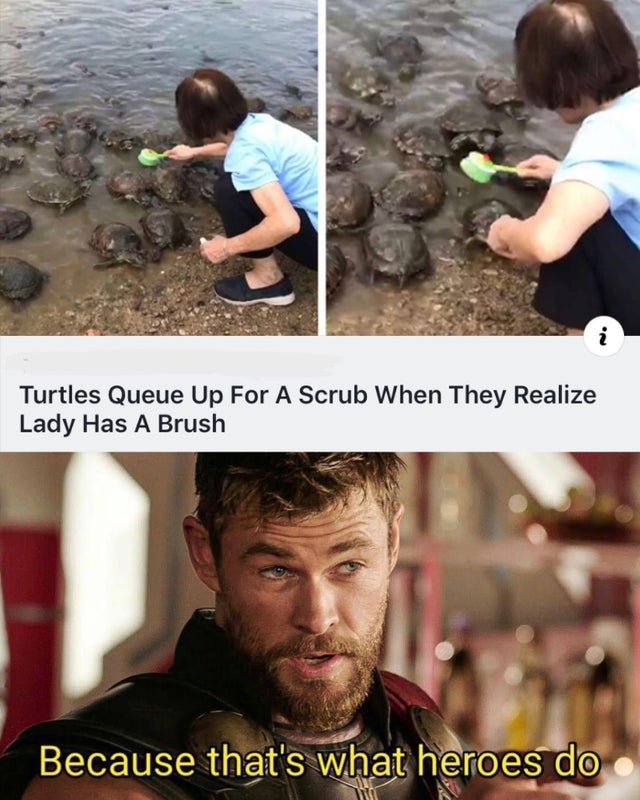 thats what heroes do meme - Turtles Queue Up For A Scrub When They Realize Lady Has A Brush Because that's what heroes do