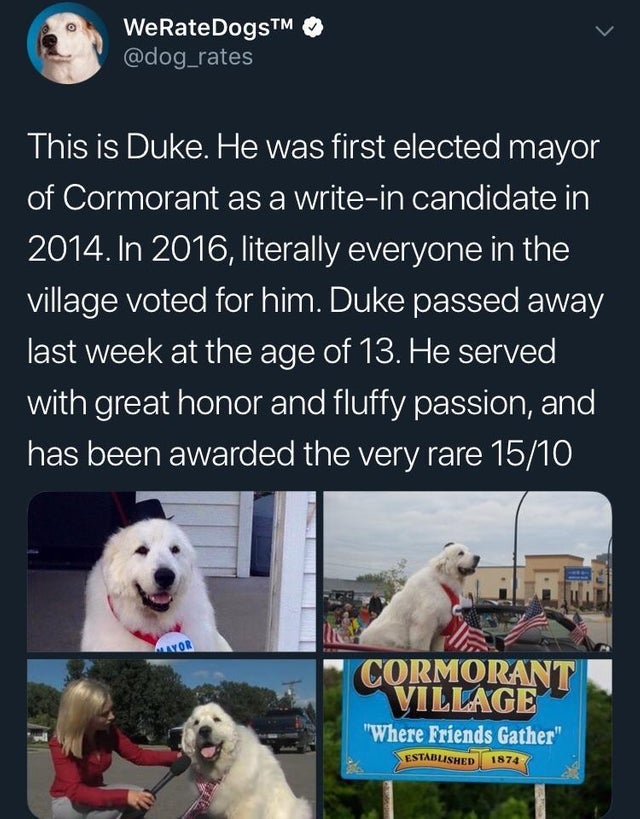 duke the mayor dog memes - WeRateDogsTM This is Duke. He was first elected mayor of Cormorant as a writein candidate in 2014. In 2016, literally everyone in the village voted for him. Duke passed away last week at the age of 13. He served with great honor