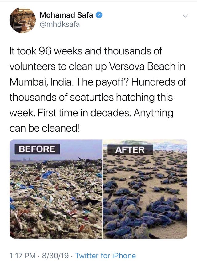 olive ridley turtles in orissa - Mohamad Safa It took 96 weeks and thousands of volunteers to clean up Versova Beach in Mumbai, India. The payoff? Hundreds of thousands of seaturtles hatching this week. First time in decades. Anything can be cleaned! Befo