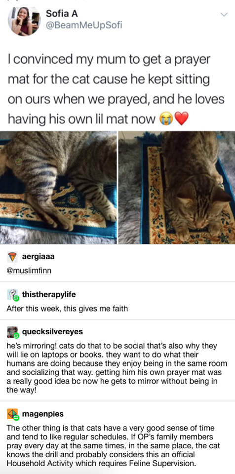 cat prayer mat - Sofia A I convinced my mum to get a prayer mat for the cat cause he kept sitting on ours when we prayed, and he loves having his own lil mat now aergiaaa muslimtinn thistherapylife After this week, this gives me faith quecksilvereyes he's