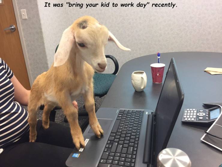 take your goat to work day - It was "bring your kid to work day" recently.