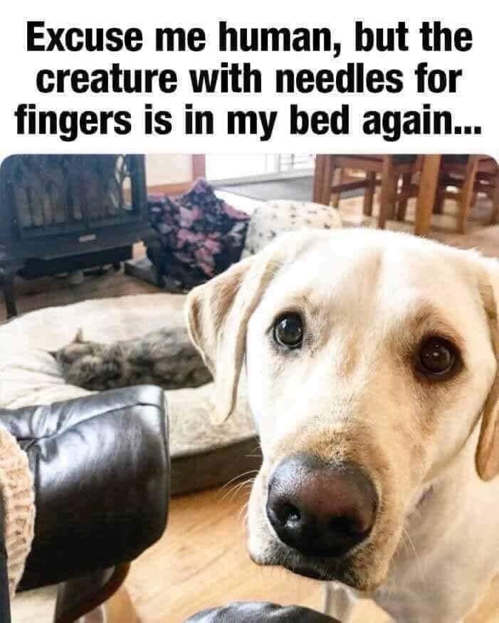 hooman meme dog - Excuse me human, but the creature with needles for fingers is in my bed again...