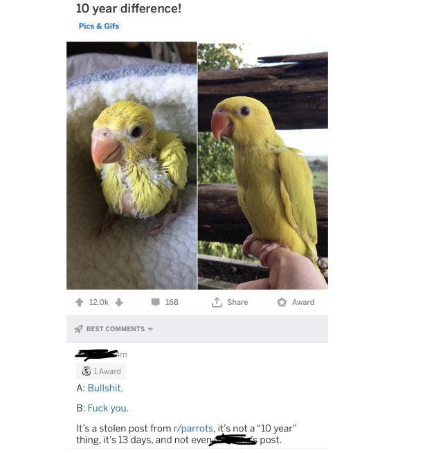 beak - 10 year difference! Pics & Gifs 12.02 168 I Award Best S 1 Award A Bullshit. B Fuck you. It's a stolen post from rparrots, it's not a "10 year" thing, it's 13 days, and not even a s post.