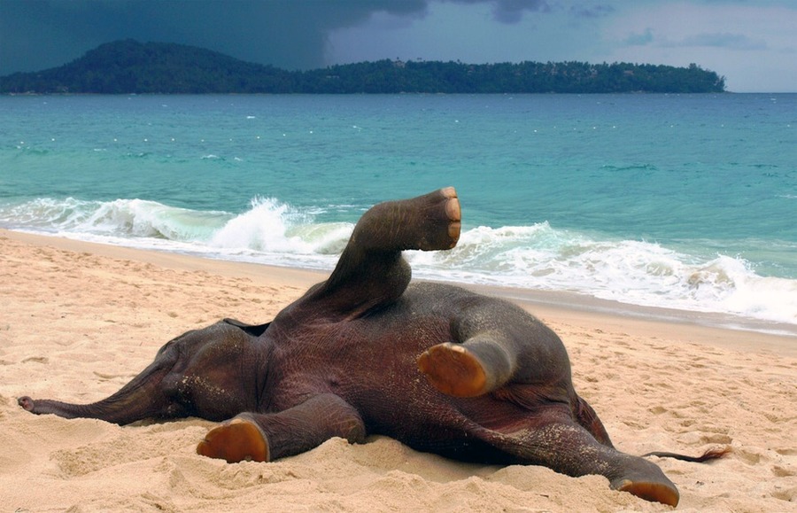 elephant on the beach
