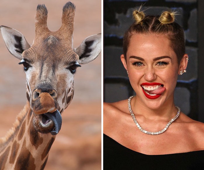 celebrities that look like animals