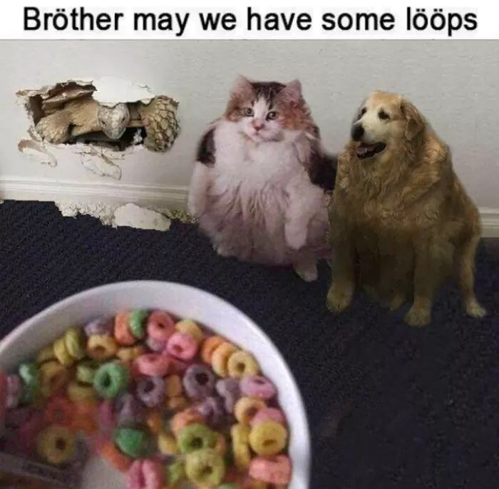 loops cat - loops brother - Brther may we have some lps