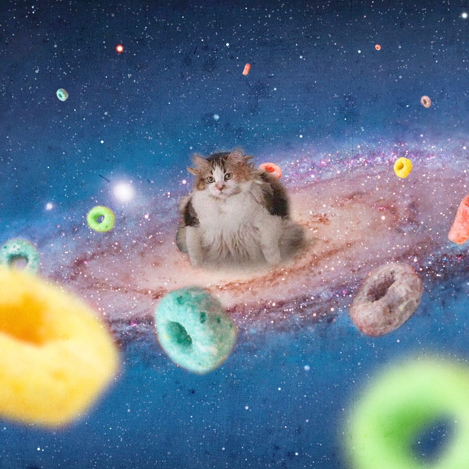 loops cat - loops cat in outer space