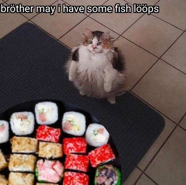 loops cat - cat froot loops - brther may have some fish lps e so Tetes