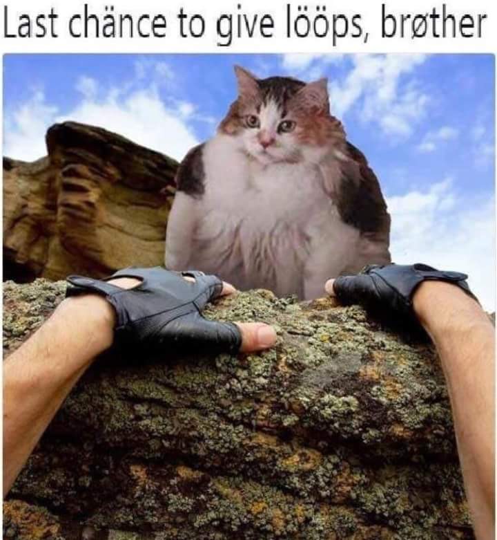 loops cat - fruit loops cat meme - Last chnce to give lps, brther
