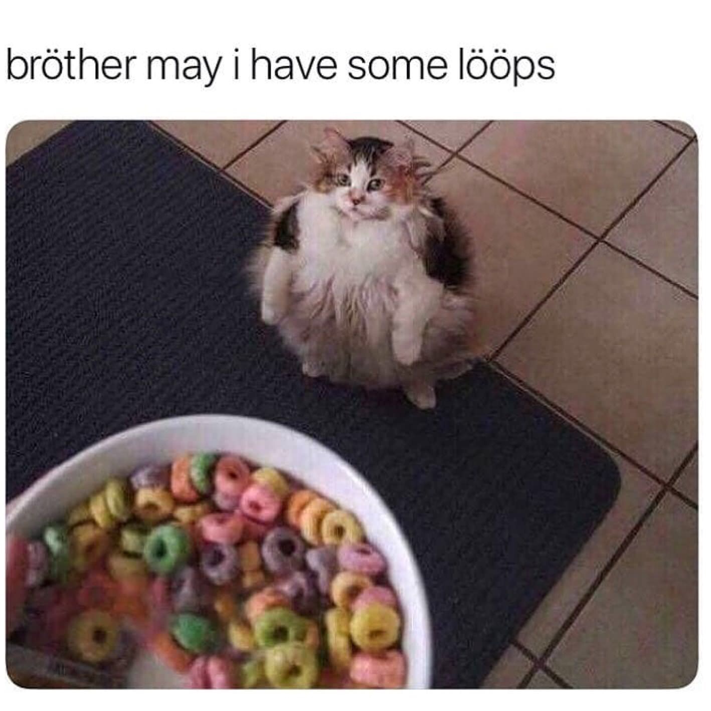 loops cat - bröther may i have some lööps - brther may i have some lps