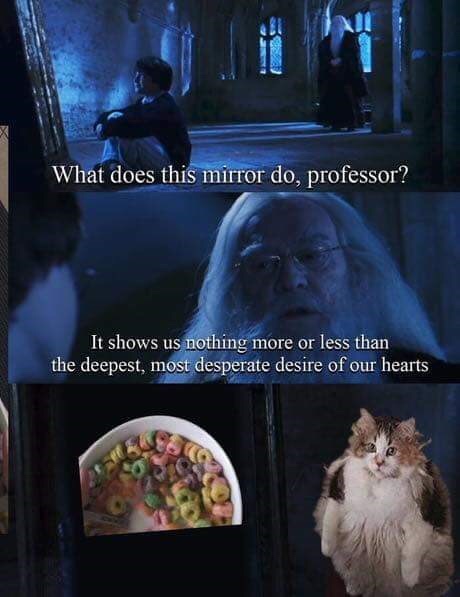 loops cat - cat loops meme - What does this mirror do, professor? It shows us nothing more or less than the deepest, most desperate desire of our hearts