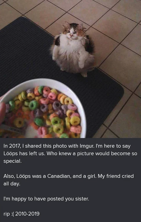 Lööps cat died - in 2017, i shared this photo with imgur. i'm here to say loops has left us. who knew a picture would become so special. also, loops was a canadian and a girl. my friend cried all day. i'm happy to have posted you sister.