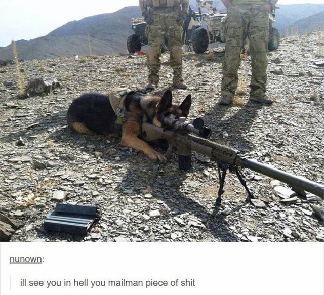dog with sniper rifle - nunown ill see you in hell you mailman piece of shit
